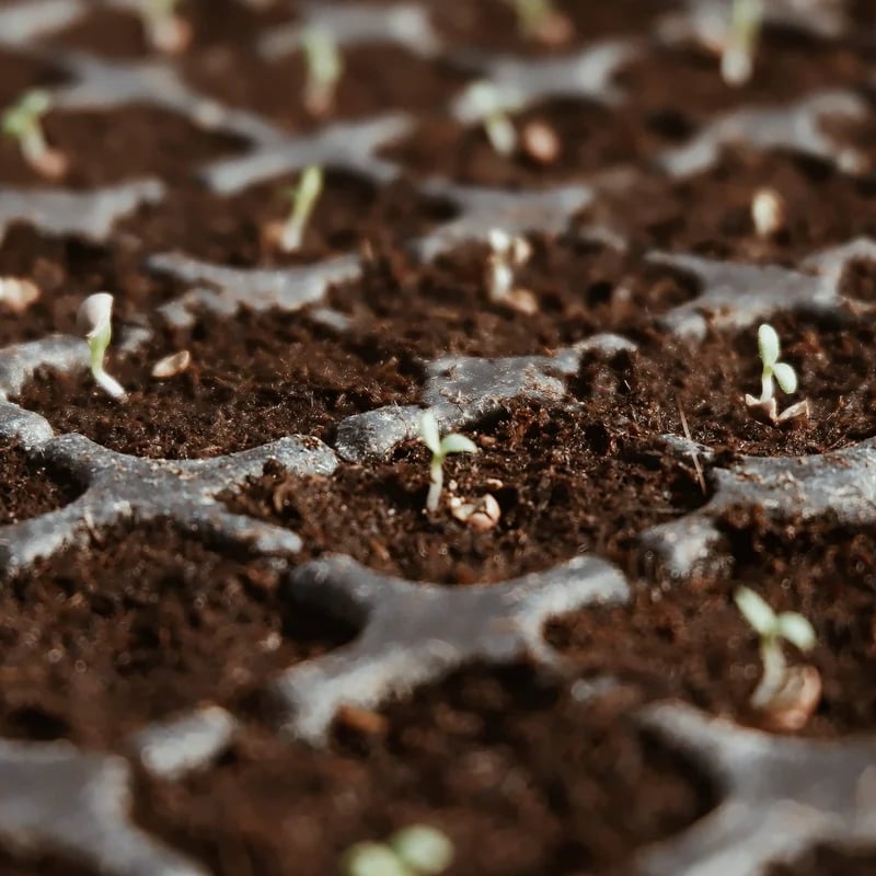 CILIFER® 🔥 🌱Premium Organic Coconut Coir Bricks for Plants🥥