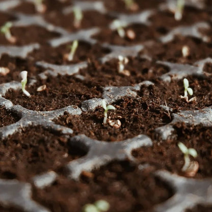 CILIFER® 🔥 🌱Premium Organic Coconut Coir Bricks for Plants🥥