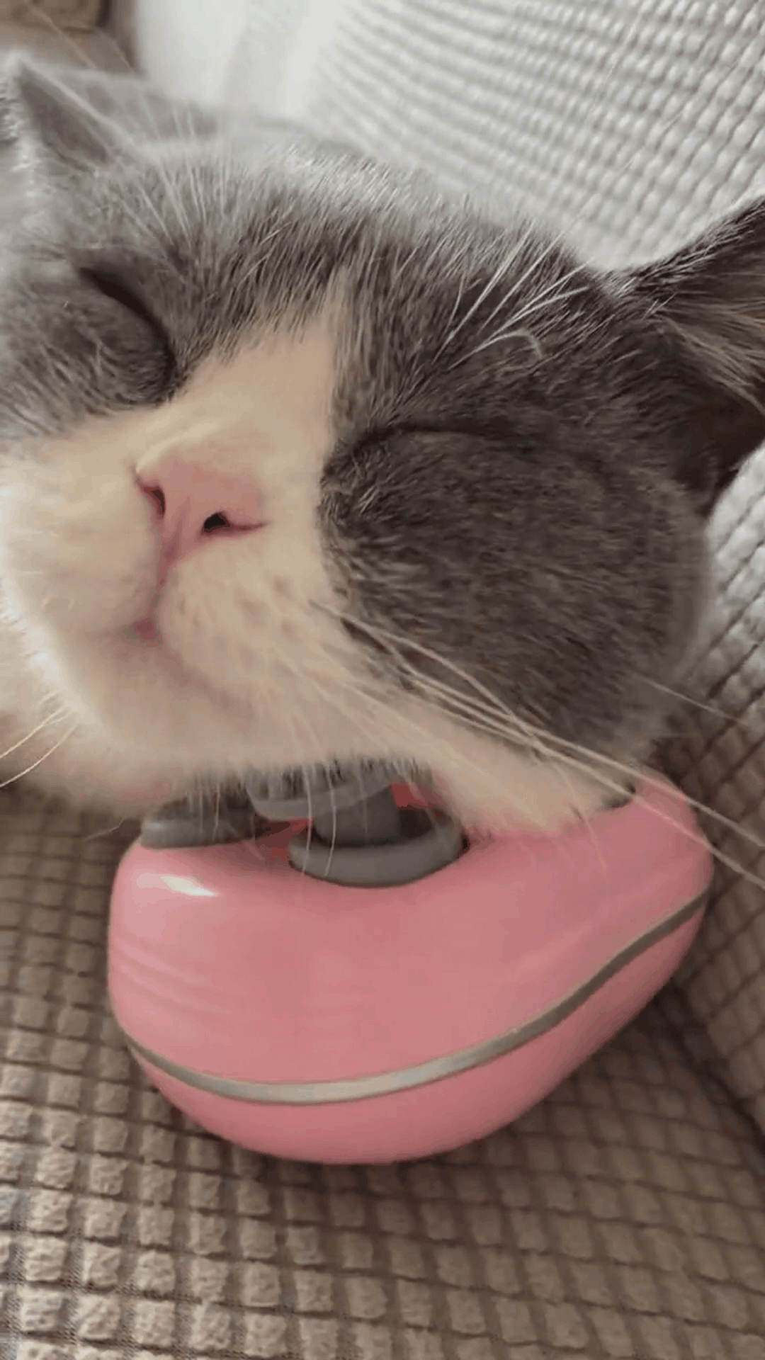 Pet massager